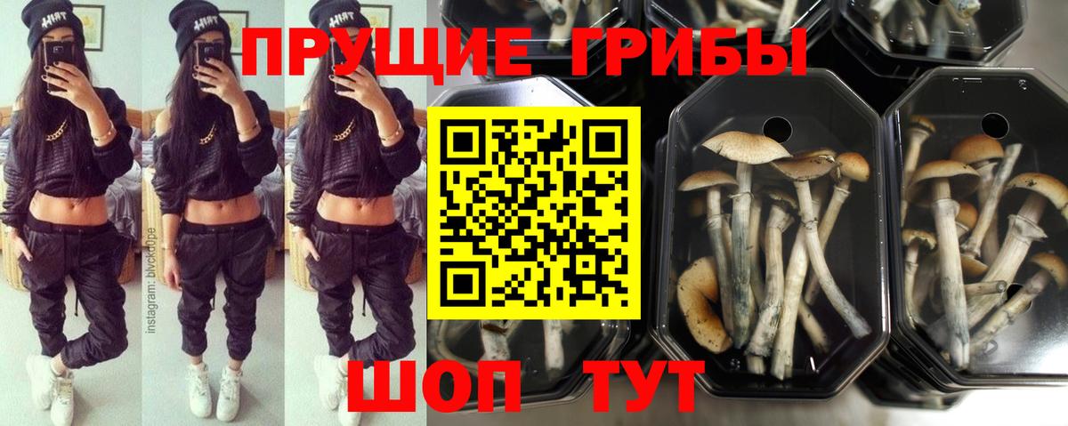 Кинель  Галлюциногенные грибы Psilocybe  Вход с VPN 